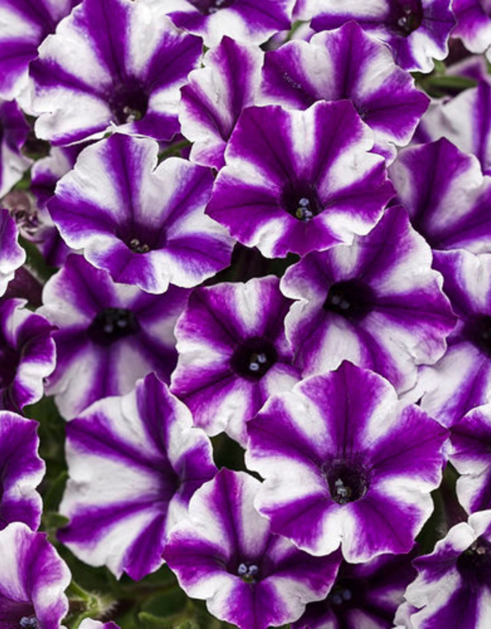Proven Winners Petunia Supertunia® Mini Vista® Violet StarPW  3.5 in