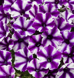 Proven Winners Petunia Supertunia® Mini Vista® Violet StarPW  3.5 in