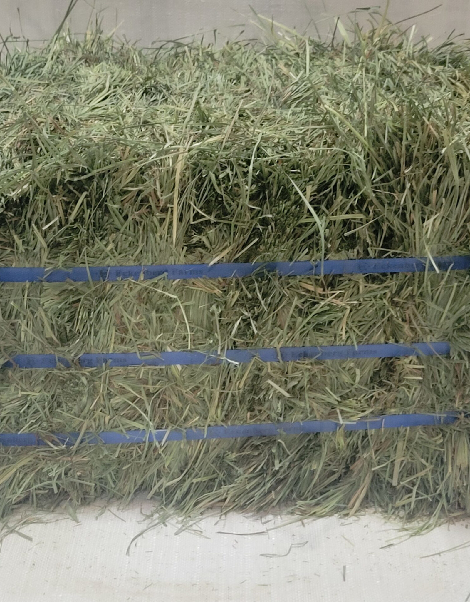Eckenberg Farms AFS Compressed  Orchard Hay by Ward Rugh Farms