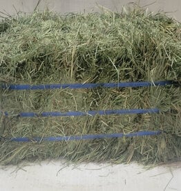 Eckenberg Farms AFS Compressed  Orchard Hay by Eckenberg Farms