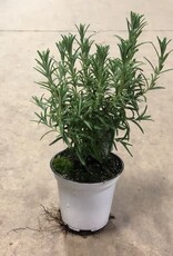 Mainland Rosemarinus -4.5 in Upright Rosemary MF