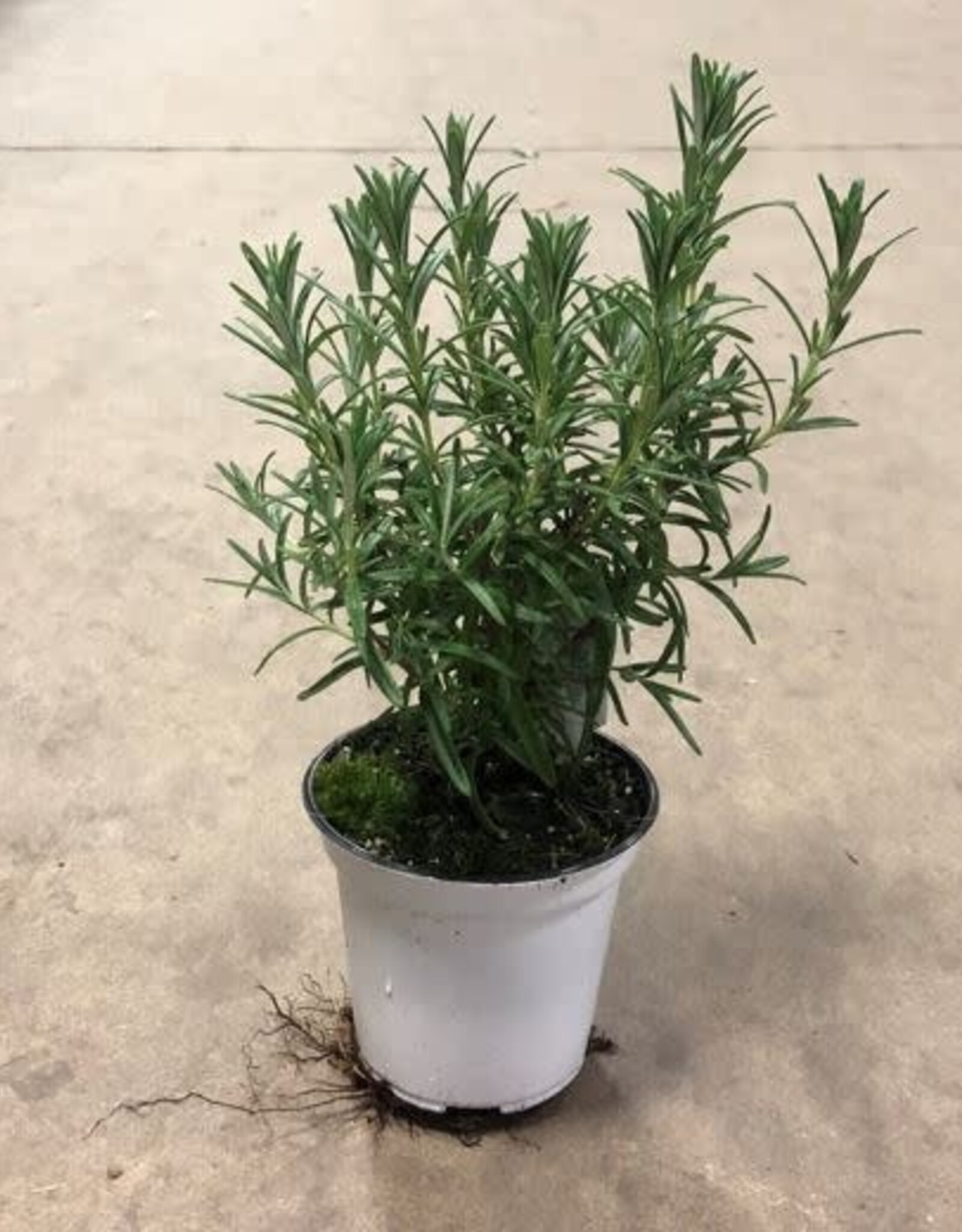 Mainland Rosemarinus -4.5 in Upright Rosemary MF