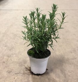 Mainland Rosemarinus -4.5 in Upright Rosemary MF