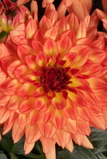 Four Stars Dahlia Dalina® Grande Tequila 3.5in