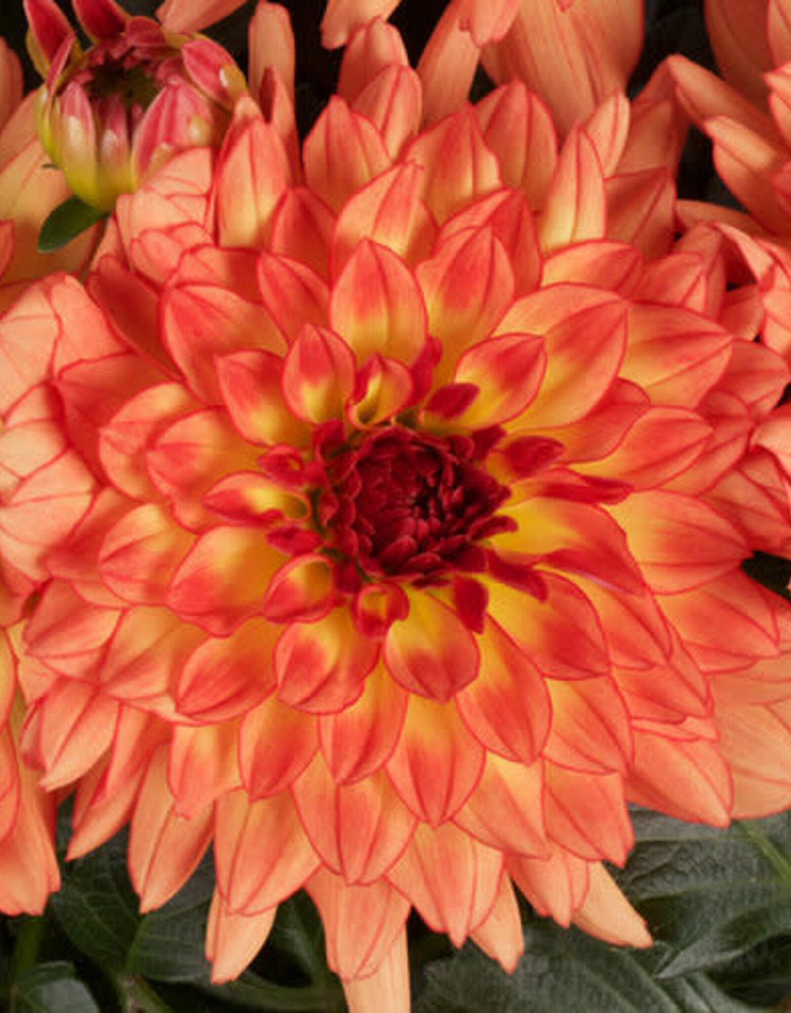 Four Stars Dahlia Dalina® Grande Tequila 3.5in