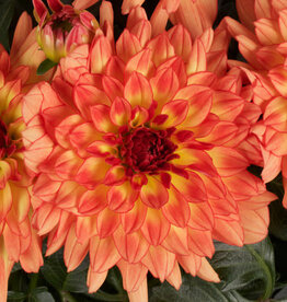 Four Stars Dahlia Dalina® Grande Tequila 3.5in