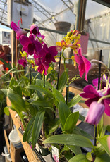 Cascade Tropicals Dendrobium phalaenopsis Orchid 4in Cooktown Orchid