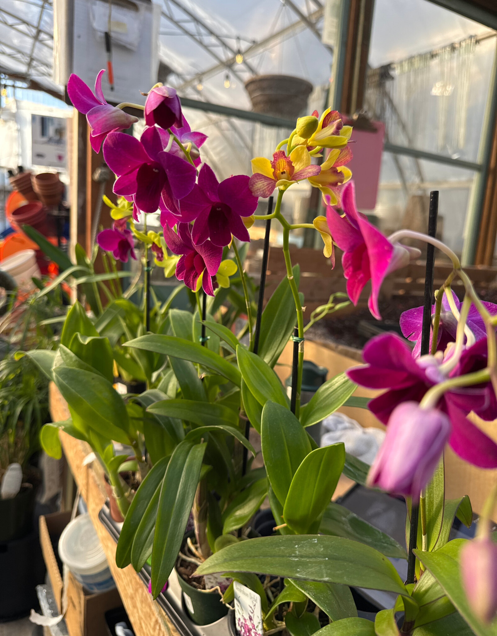 Cascade Tropicals Dendrobium phalaenopsis Orchid 4in Cooktown Orchid