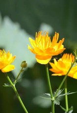 Bron and Sons Trollius chinensis 'Golden Queen' #1 Globeflower