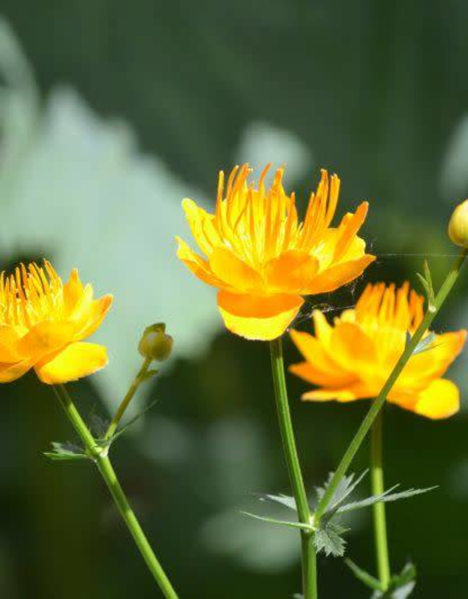 Bron and Sons Trollius chinensis 'Golden Queen' #1 Globeflower