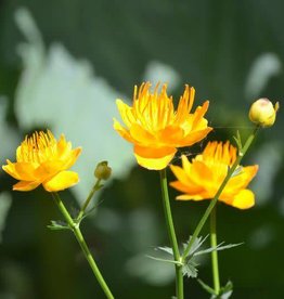 Bron and Sons Trollius chinensis 'Golden Queen' #1 Globeflower
