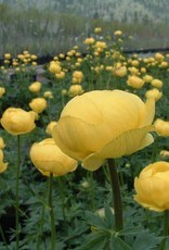 Bron and Sons Trollius x cultorum 'Superbus' #1 Globeflower