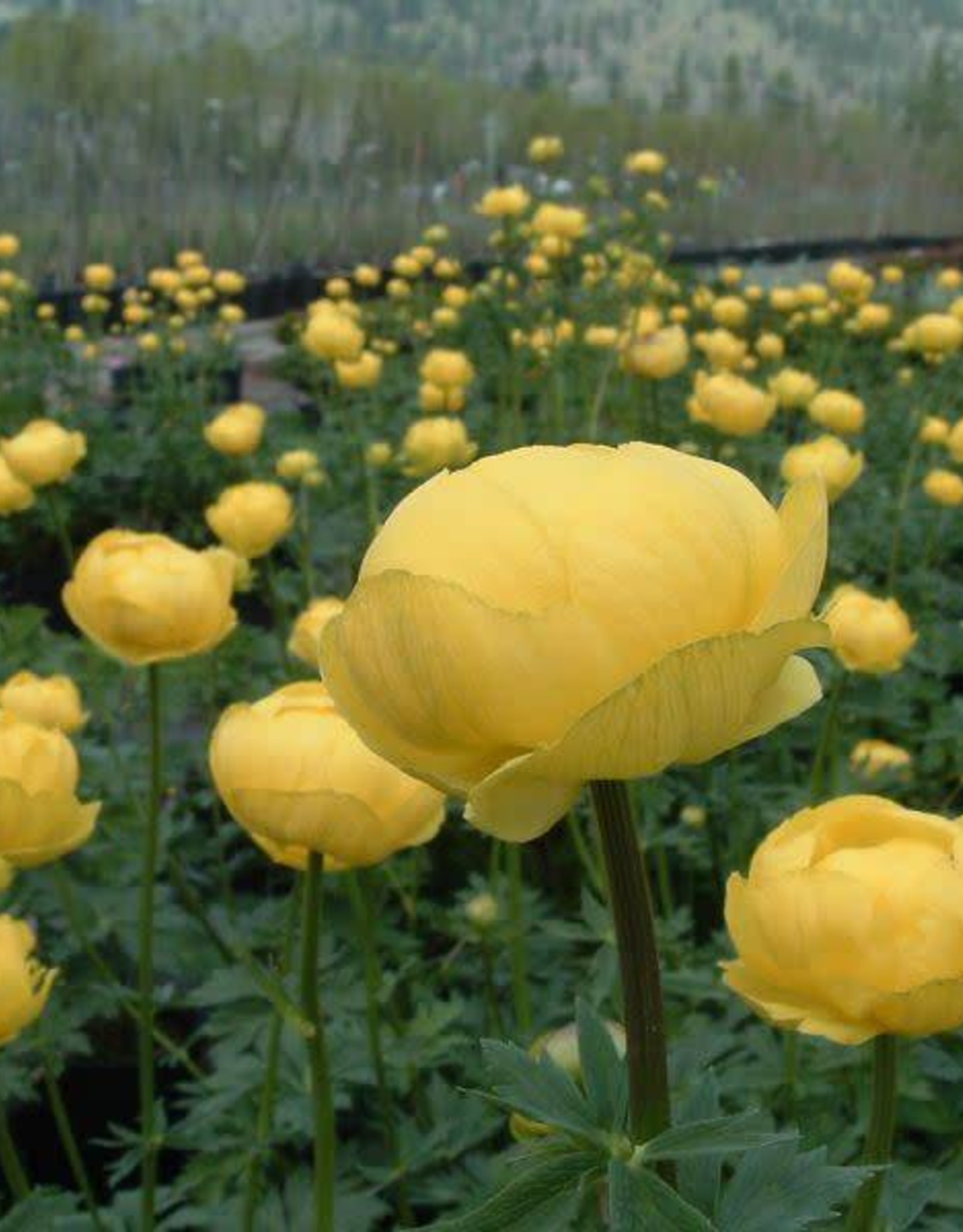 Bron and Sons Trollius x cultorum 'Superbus' #1  Superbus Globeflower