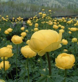 Bron and Sons Trollius x cultorum 'Superbus' #1 Globeflower