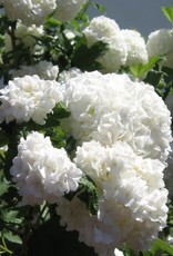 Viburnum opulus 'Roseum' #2 Common Snowball Cranberry