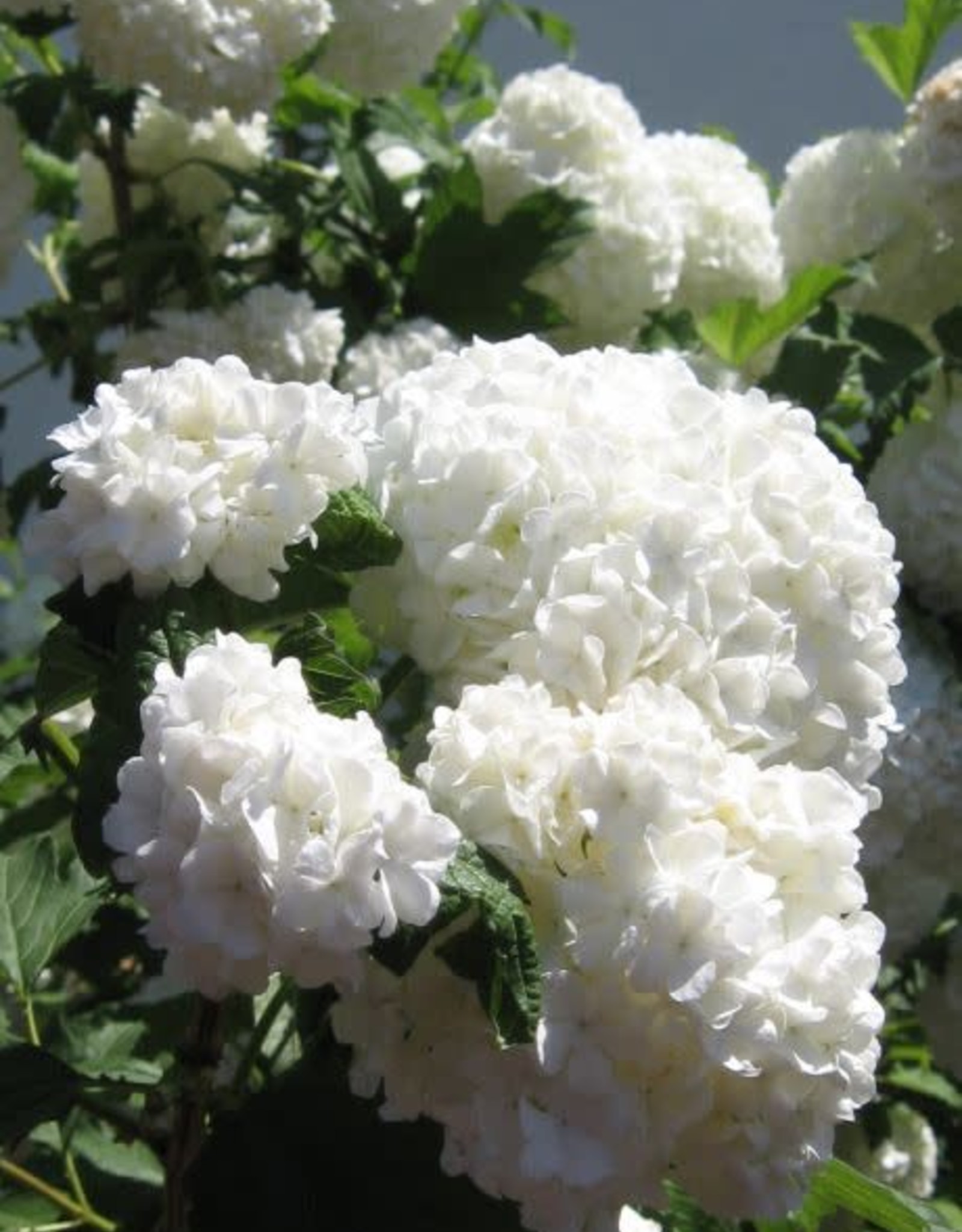 Viburnum opulus 'Roseum' #2 Common Snowball Cranberry