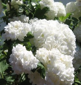 Bron and Sons Viburnum opulus 'Roseum' #2 Common Snowball Cranberry