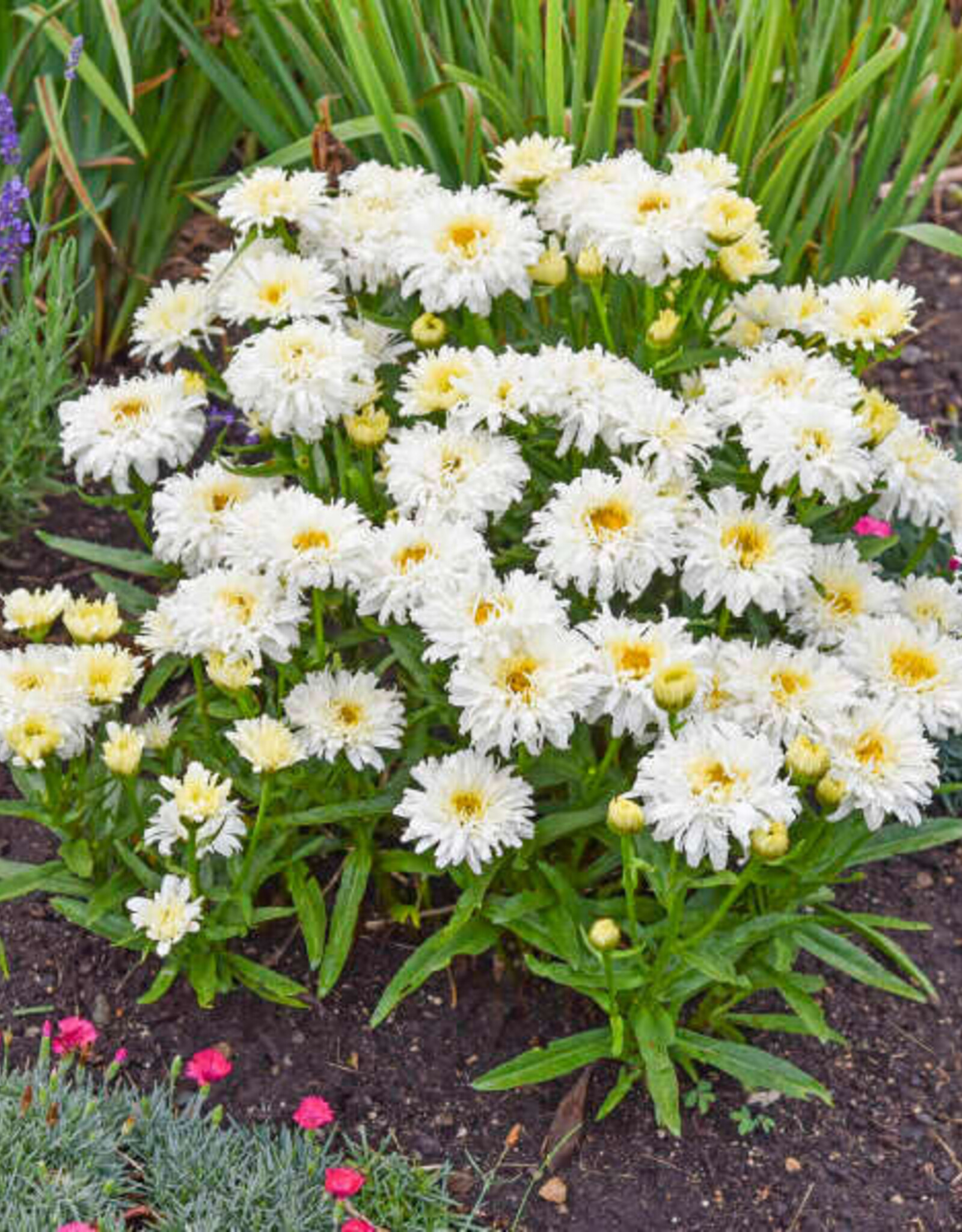Walters Gardens Leucanthemum s 'Ice Cream Dream' #1