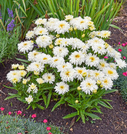 Walters Gardens Leucanthemum s 'Ice Cream Dream' #1