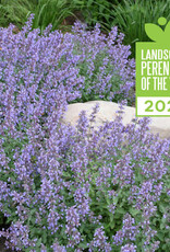 Proven Winners Nepeta f. Cat's Meow #1