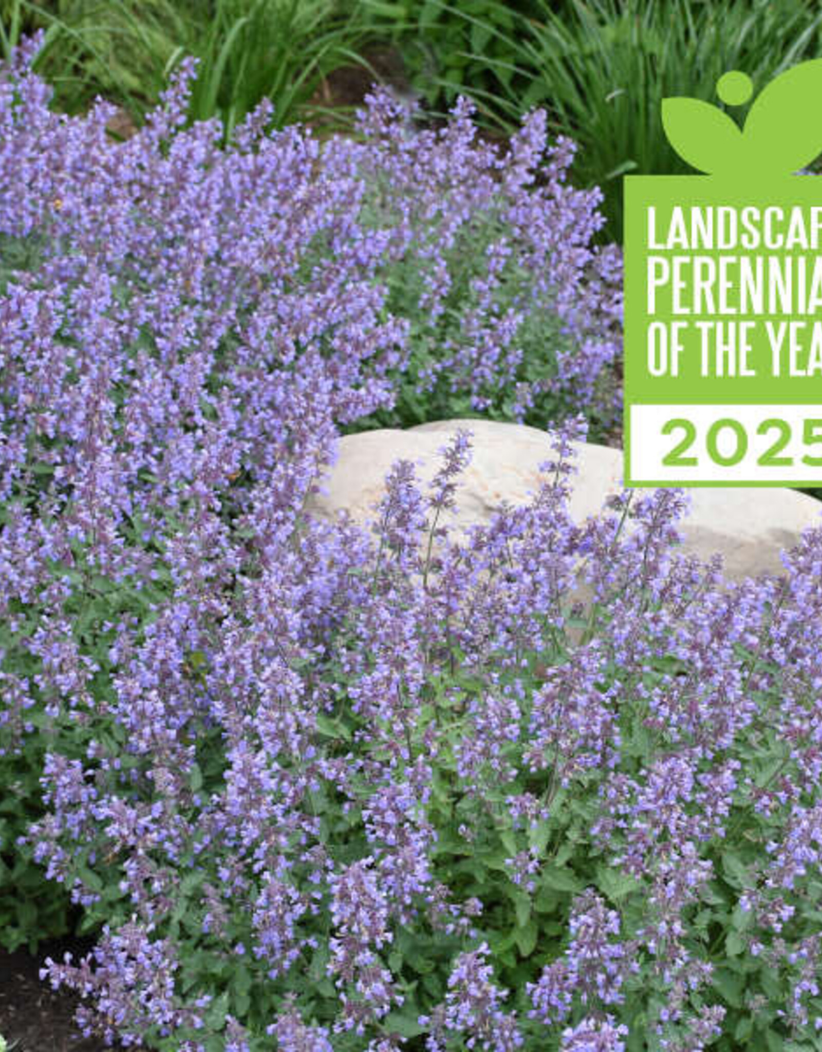 Proven Winners Nepeta f. Cat's Meow #1