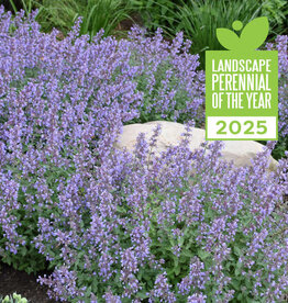 Proven Winners Nepeta f. Cat's Meow #1