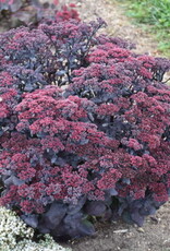 Walters Gardens Sedum 'After Dark' 5.5inch Stonecrop