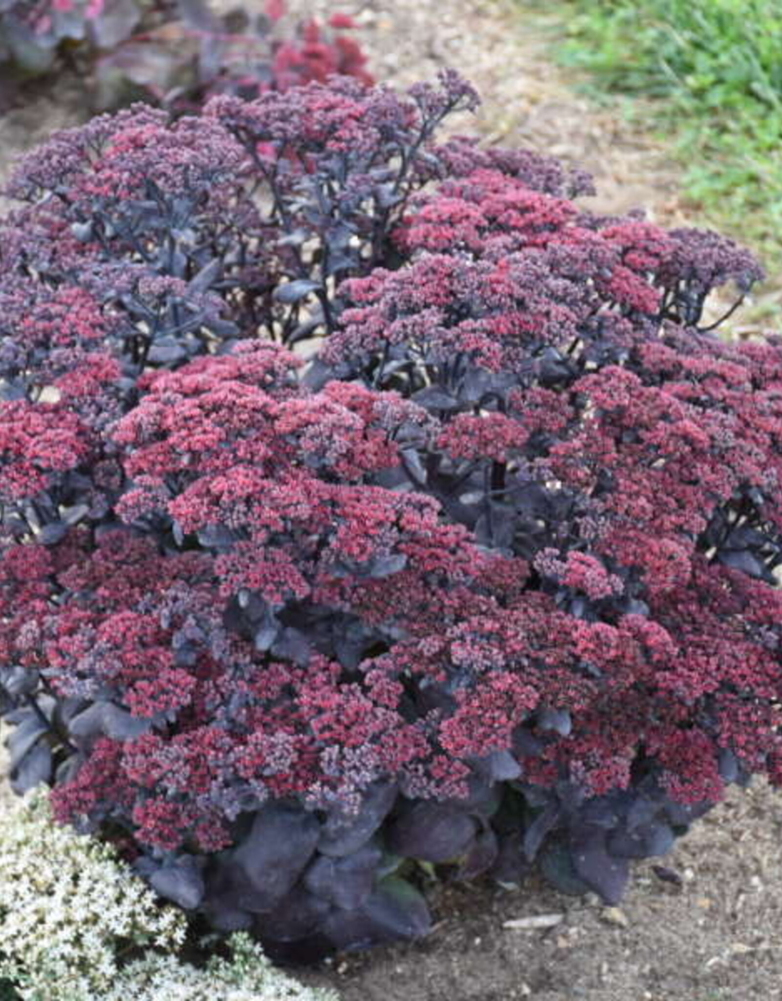 Walters Gardens Sedum 'After Dark' 5.5inch Stonecrop