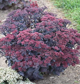 Walters Gardens Sedum 'After Dark' 5.5inch Stonecrop