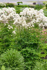 Proven Winners Thalictrum aquilegifolium 'Cotton Ball' #1 Meadow Rue