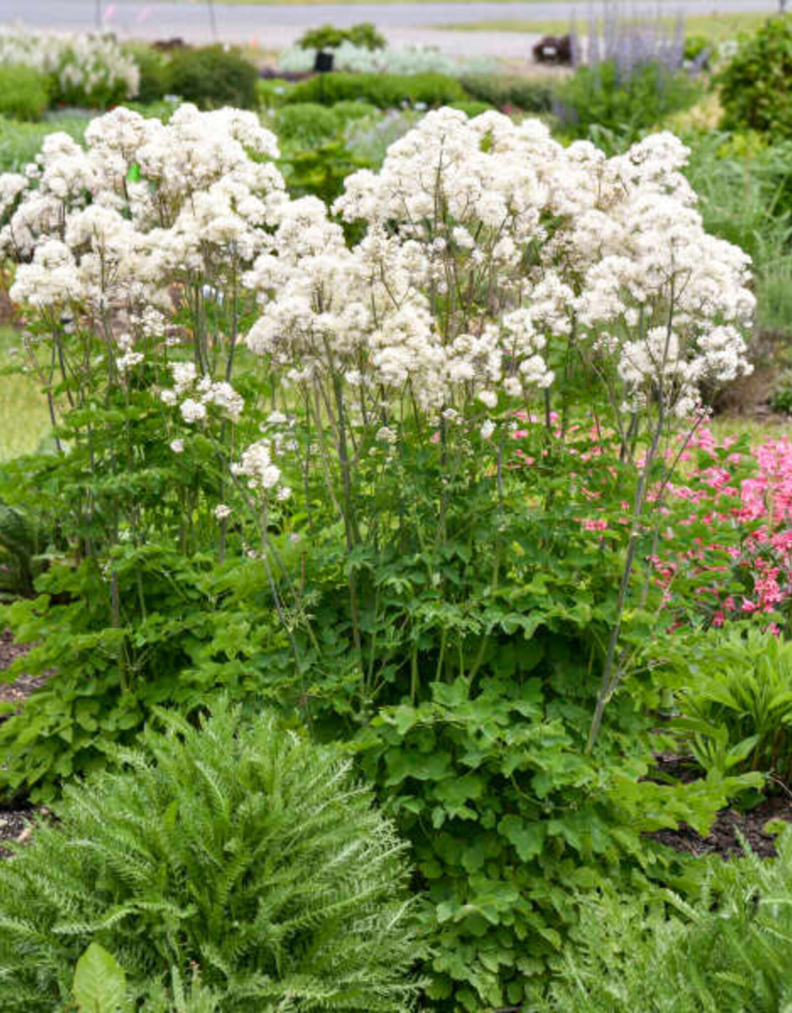 Proven Winners Thalictrum aquilegifolium 'Cotton Ball' #1 Meadow Rue