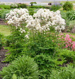 Proven Winners Thalictrum aquilegifolium 'Cotton Ball' #1 Meadow Rue
