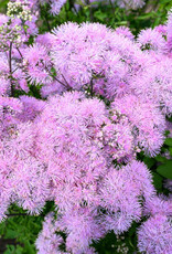 Proven Winners Thalictrum aquilegifolium 'Cotton Candy' #1 Meadow Rue