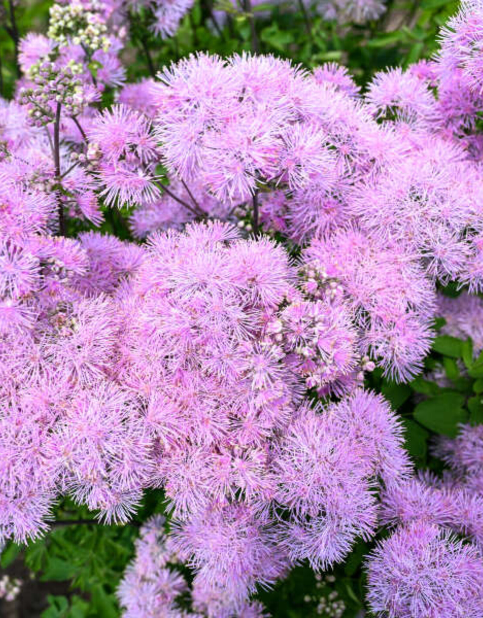 Proven Winners Thalictrum aquilegifolium 'Cotton Candy' #1 Meadow Rue