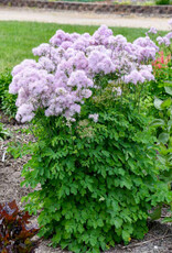 Proven Winners Thalictrum aquilegifolium 'Cotton Candy' #1 Meadow Rue