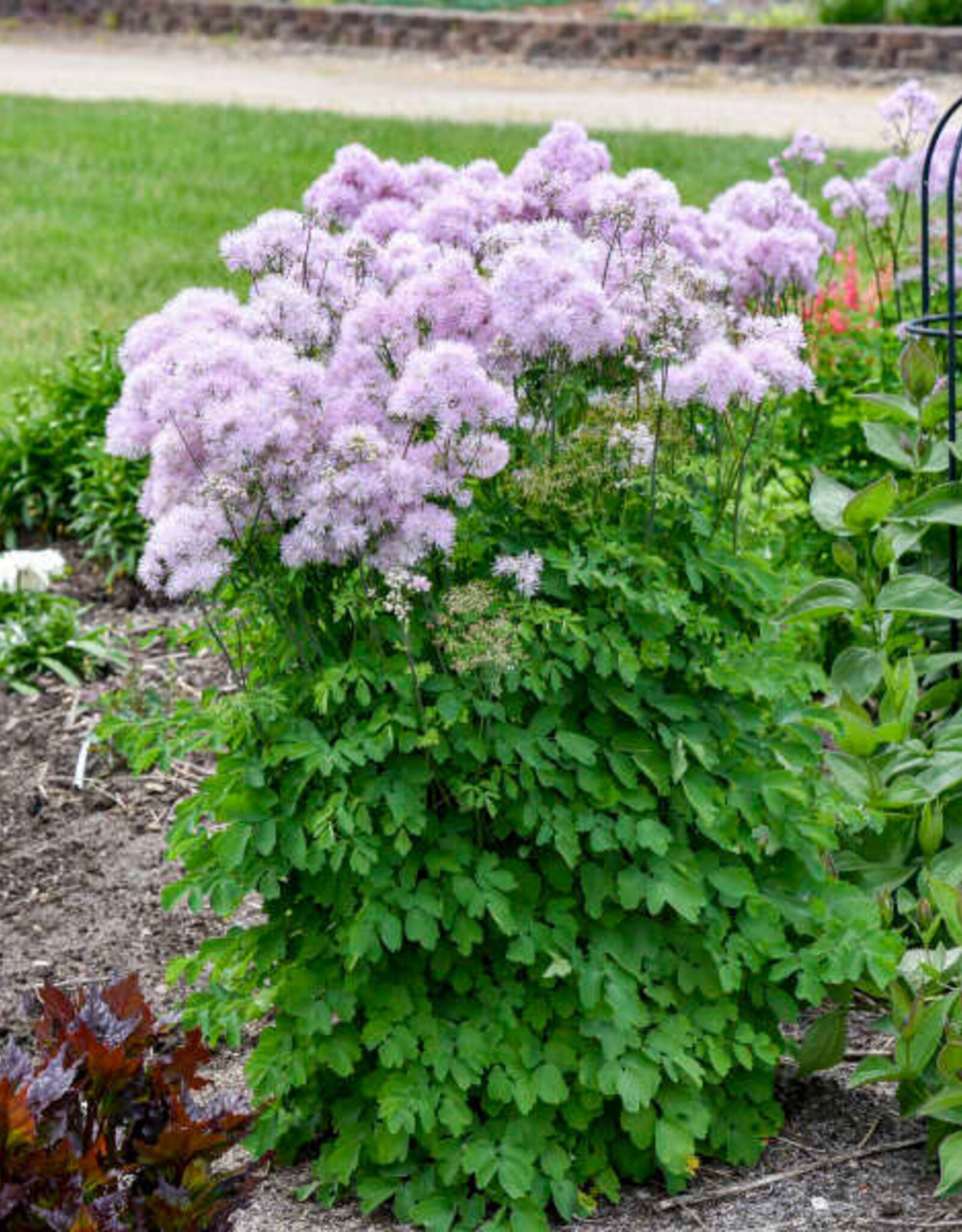 Proven Winners Thalictrum aquilegifolium 'Cotton Candy' #1 Meadow Rue