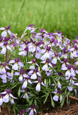 Walters Gardens Viola 'Eco Artist Pallet' 3.5 in Birdfoot Violet, Mountain Pansy
