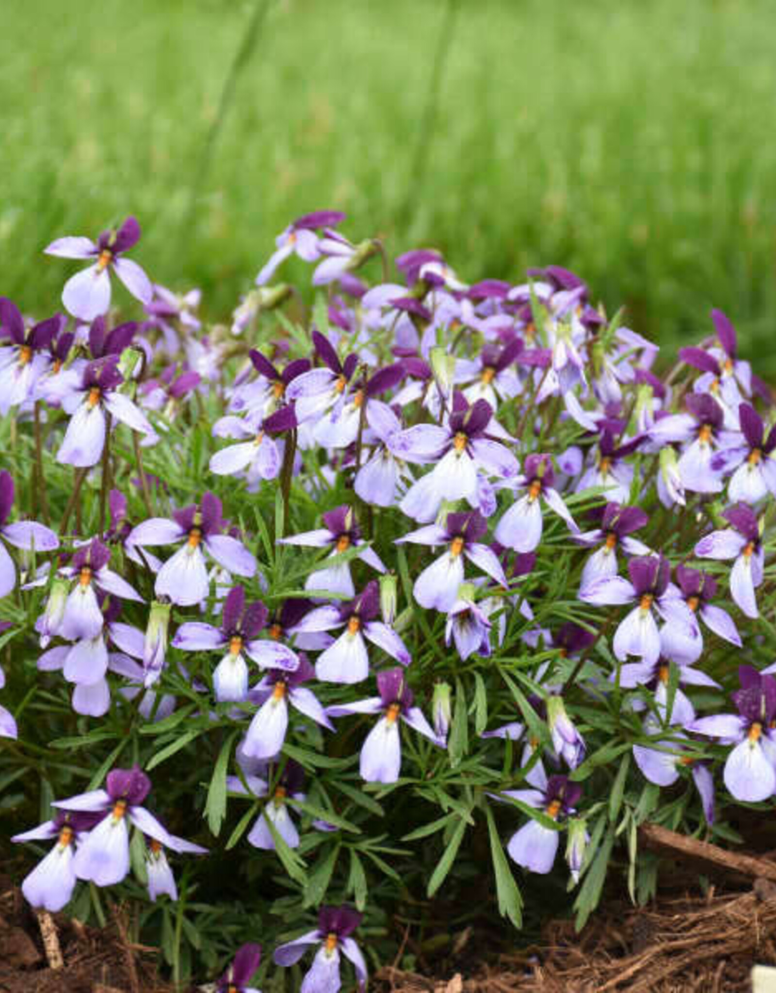 Walters Gardens Viola 'Eco Artist Pallet' 3.5 in Birdfoot Violet, Mountain Pansy