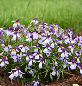 Walters Gardens Viola 'Eco Artist Pallet' 3.5 in Birdfoot Violet, Mountain Pansy