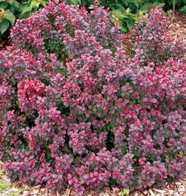 Sester Farms Berberis thunbergii 'Concorde'-Concorde Barberry  #5 Shrub