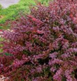 Sester Farms Berberis thunbergii atropurpurea 'Crimson Pygmy' Crimson Pygmy Barberry #5  Shrub