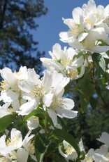 Sester Farms Philadelphus lewisii 'Blizzard' #5 Super Shrub Mock Orange SF