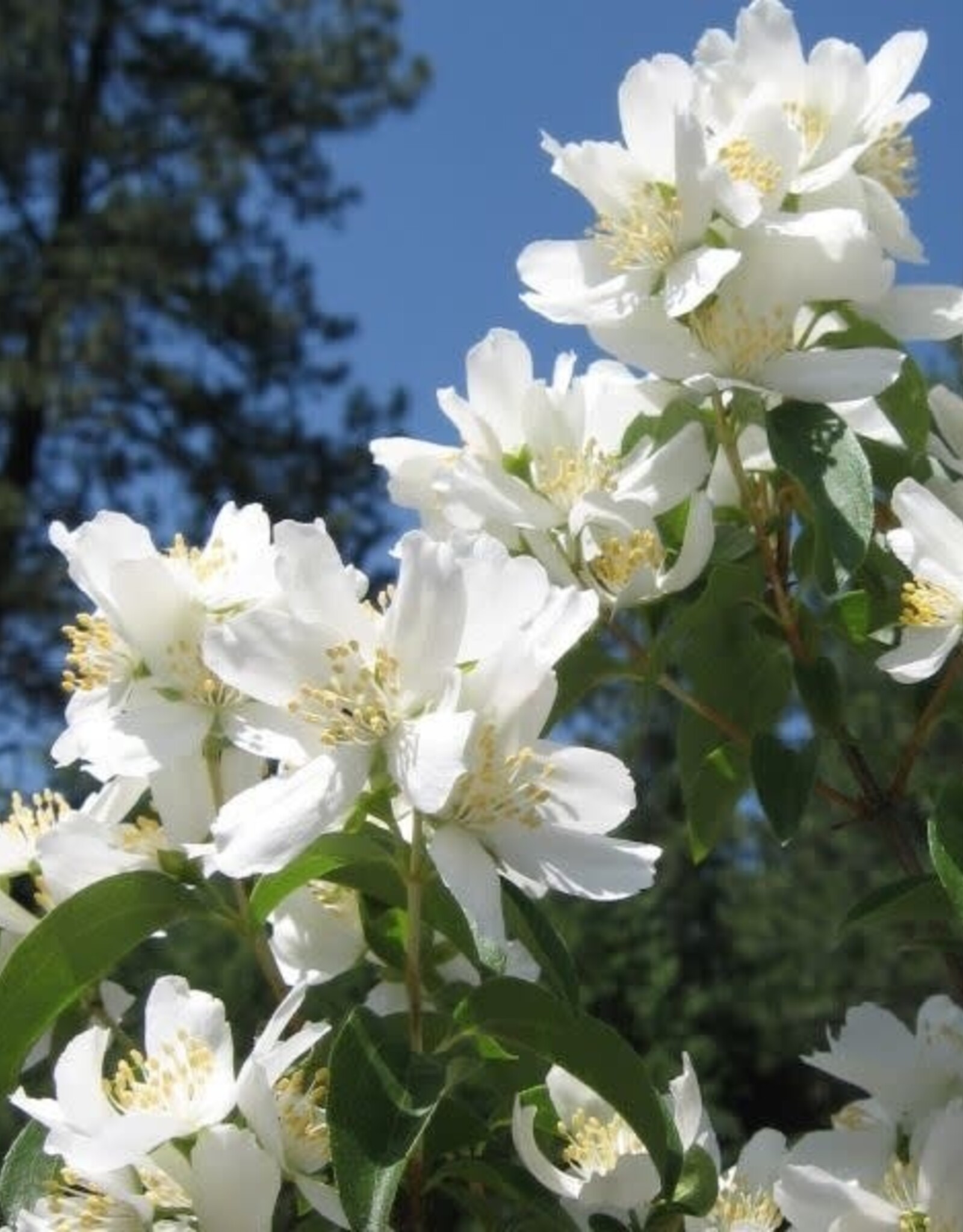 Sester Farms Philadelphus lewisii 'Blizzard' #5 Super Shrub Mock Orange SF