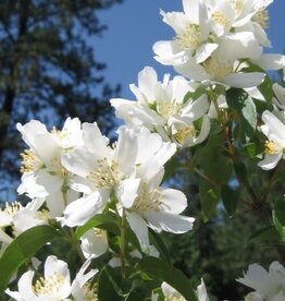 Sester Farms Philadelphus lewisii 'Blizzard' #5 Super Shrub Mock Orange SF