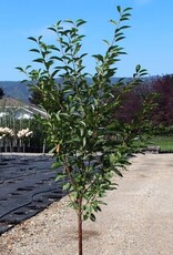 Sester Farms Prunus cerasus 'Montmorency' #5 Super -Montmorency Cherry