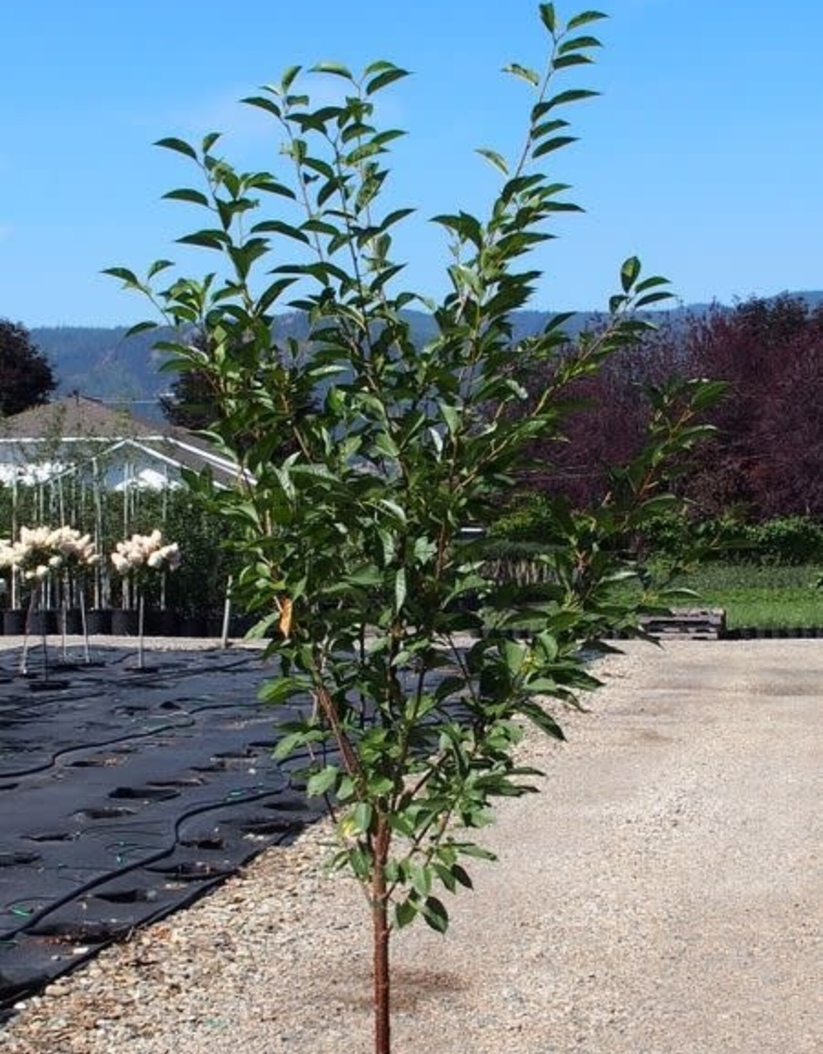 Sester Farms Prunus cerasus 'Montmorency' #5 Super -Montmorency Cherry