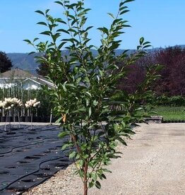 Sester Farms Prunus cerasus 'Montmorency' #5 Super -Montmorency Cherry