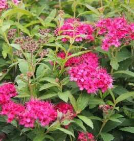 Sester Farms Spiraea japonica 'Neon Flash' #2 - Neon Flash Spirea SF