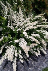 Sester Farms Spiraea nipponica 'Snowmound' Spirea #5 Super Shrub SF