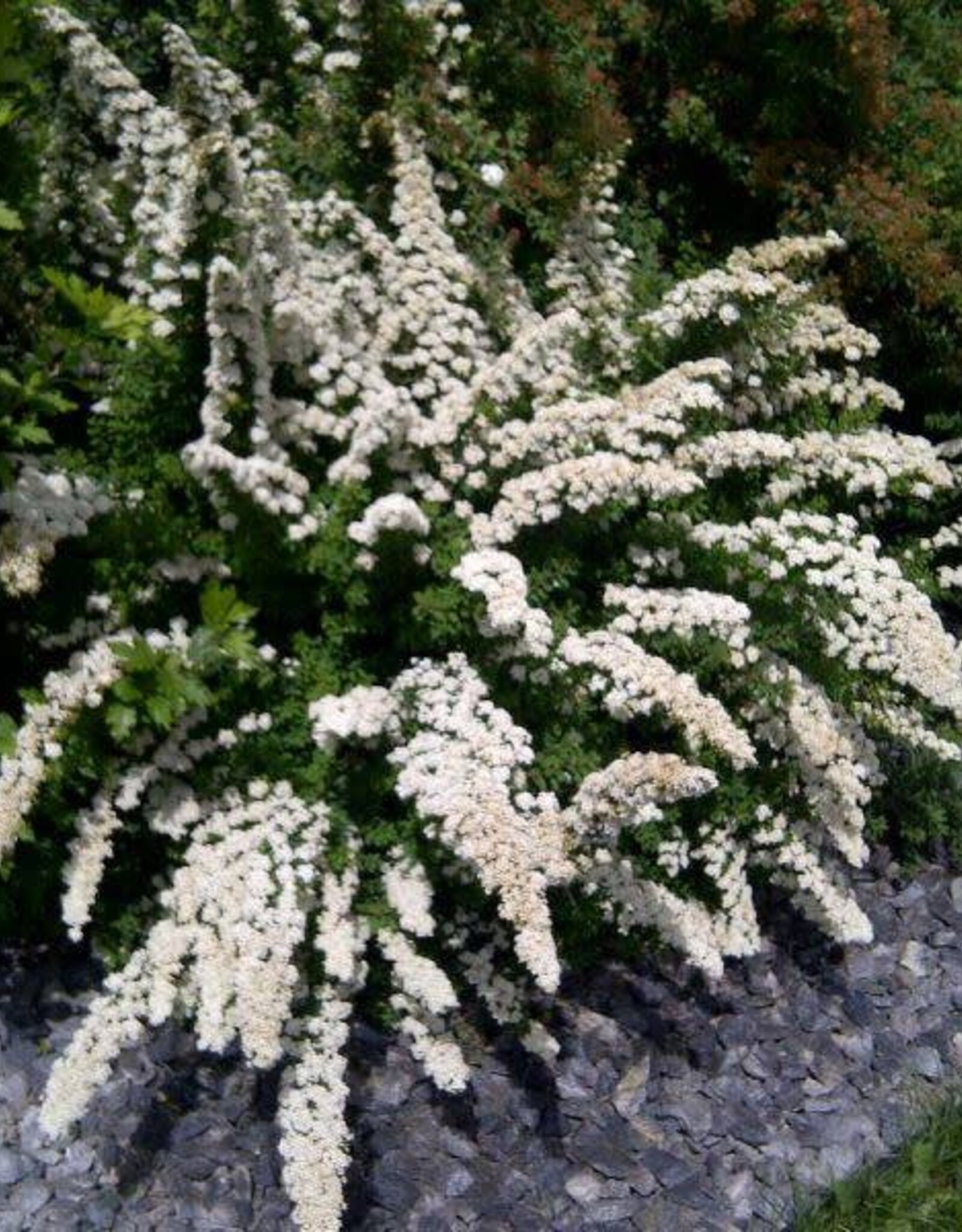 Sester Farms Spiraea nipponica 'Snowmound' Spirea #5 Super Shrub SF